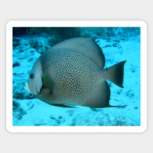 Grey Angelfish Sticker